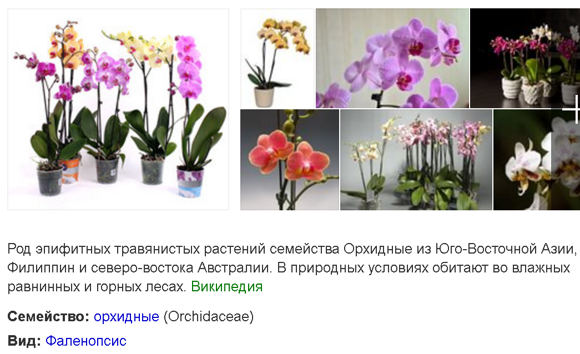 Orhidei falenopsis - iz Azii Taivan Rastamozhka v Moskve tcvetov semian kornei clubnei 001